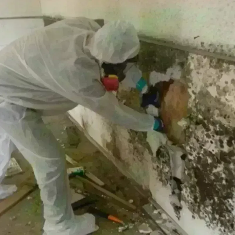 Mold Remediation and Removal in Wolf Trap, VA